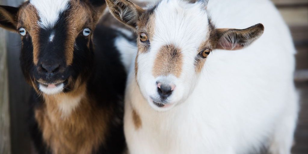 Foire aux chèvres de Céré la Ronde Foire aux chèvres de Céré la Ronde