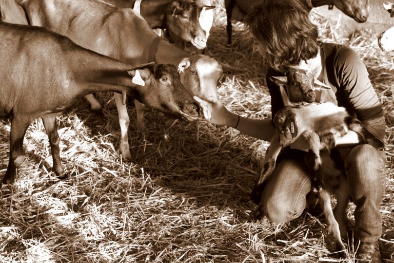 Elodie Jouveau productrice de formage de chèvre à Céré la Ronde Indre et Loire